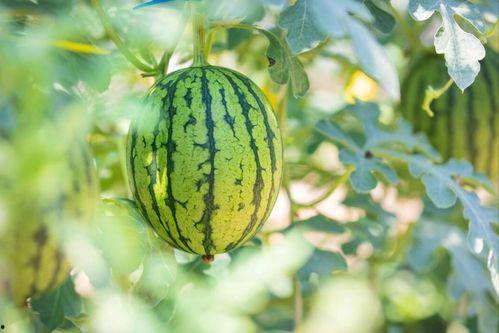 今日吃瓜地址,探寻幕后真相