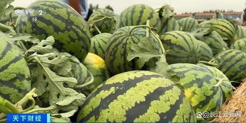 热门大瓜每日必吃大瓜 瓜在体育圈是什么意思,揭秘每日必吃的体育圈独家资讯