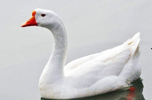 网红大鹅,从田间到网络，一只鹅的传奇之旅