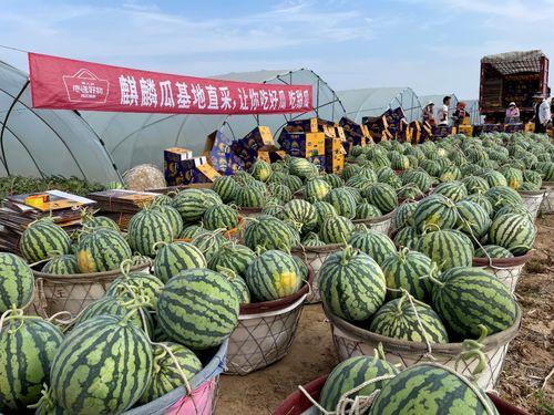 今日看料 瓜瓜基地,绿色生态农业的璀璨明珠