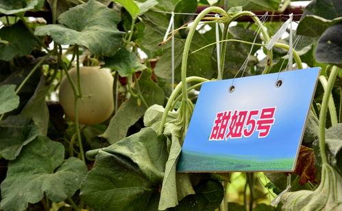 今日看料 瓜瓜基地,绿色生态农业的璀璨明珠