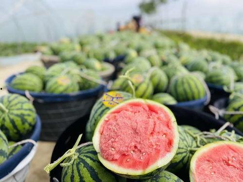 今日看料 瓜瓜基地,绿色生态农业的璀璨明珠